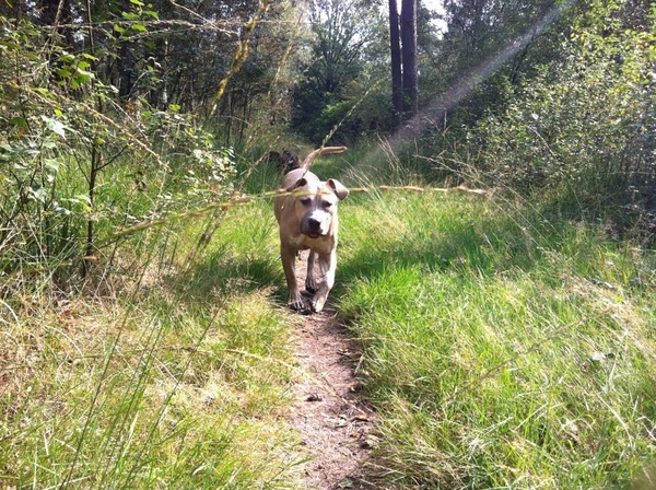 Buddha buiten