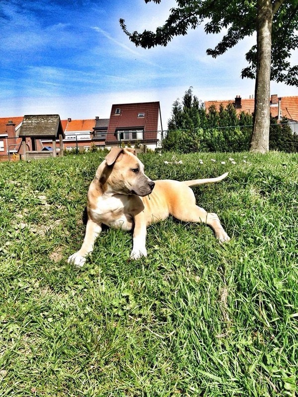 Buddha als puppy